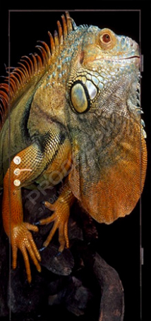 Фотография «Дверь с фотопечатью №7»